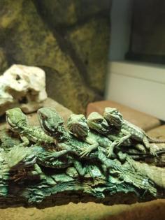 Zwergbartagamen Pogona Henrylawsoni