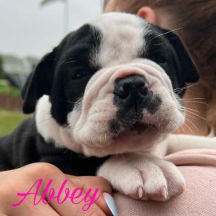 Old englisch Bulldog OEB Welpen zu verkaufen