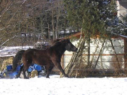 Biete Reitbeteiligung im Raum Schopfheim/ Wehr
