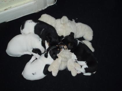 2 Jack-Russel-Terrier-Welpen Hündinnen zum 09. 08. 07