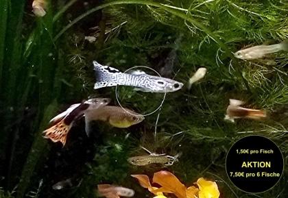Guppy Mixe AKTION 7 50Euro/ 6 Stck. Versand