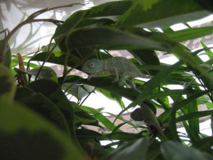 Usambara Dreihornchamäleon chamaeleo trioceros deremensis