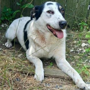 Tabby - muss noch viel lernen von hundeerfahrenen Menschen