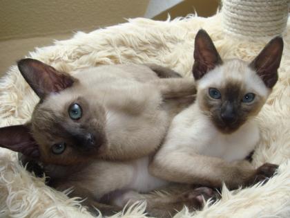 Tonkanesen Kater 14 W. Kitten natural mink - champagner mink