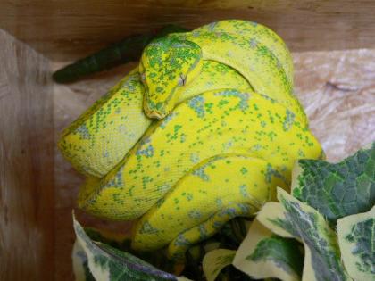 Chondro Python High Yellow Blue Line 0. 1