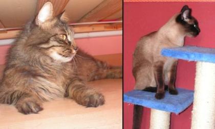 Siamkatzen und Maine Coon