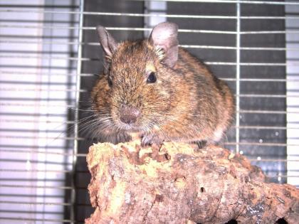 Suche 1 - 2 männliche Degus