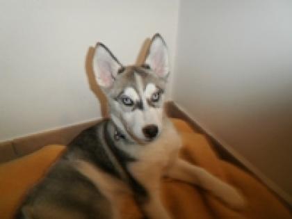 Husky - Rüde geb. 24. 10. 2022 400 00 Euro