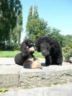 Kleinpudel black and tan Ende September 2022