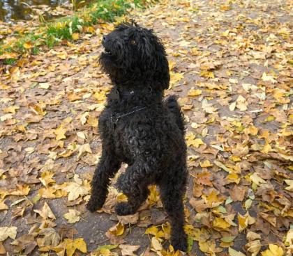 DIEGOLO - Puli-Mix - 1 5 Jahre - Tierhilfe-Franken e. V.