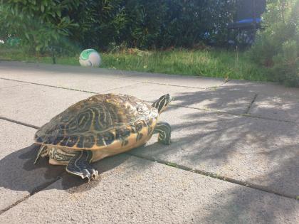 Schmuckschildkröte Wasserschildkröte