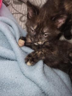 Katzenkinder Katzenbabys