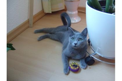 Suche Deckkater Russisch-Blau oder Kartäuser in Nähe von Greifswald