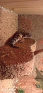Leoparden Gecko