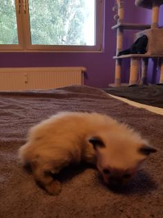 Reinrassige Siam Kitten Balinesisch