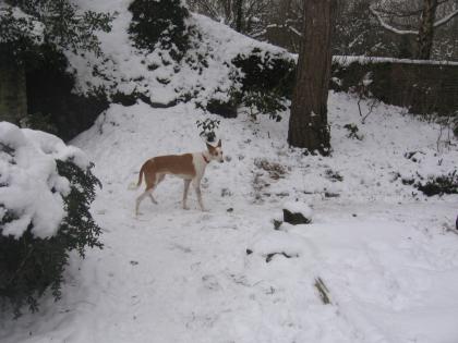 Traumhund sicht Traumzuhause