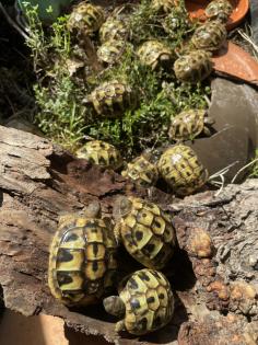 Griechische Landschildkröten aus Nachzucht 2021 und 2022 Testudo-hermanni-boettgeri