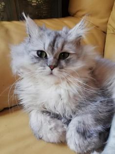 Dringend Monty Kastrierter Perser Kater Silver Shadow 3 5 Jahre