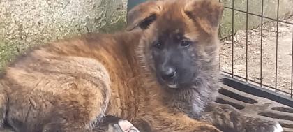 Akita mixe zwei süße rüden