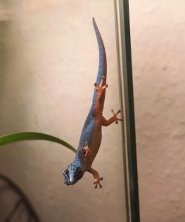 1. 0 Lygodactylus williamsi Himmelblauer-Zwergtaggecko Männchen