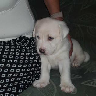 Blonder Labrador/Mix Welpe