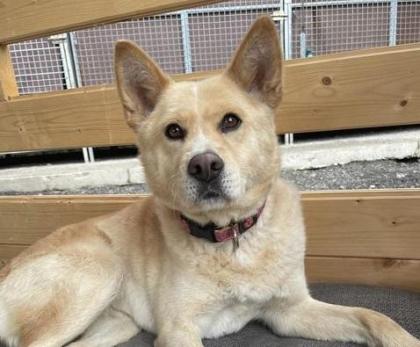 Chizuko - Akita Inu-Mischling - freundlich verträglich