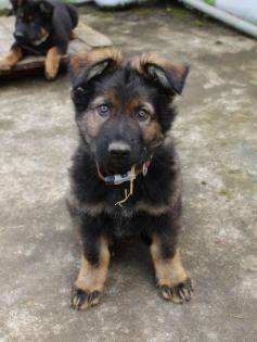 Obiwan Rüde Welpe Altdeutscher Schäferhund DDR Linien
