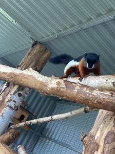 2 Schönhörnchen Männchen 1. 5 Jahre-Preis für beide