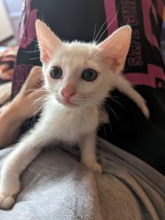 Kleinen weißen Kater