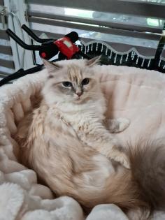 Heilige-birma Kitten