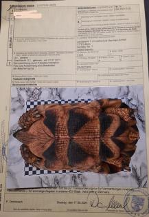 Breitrandschildkröte