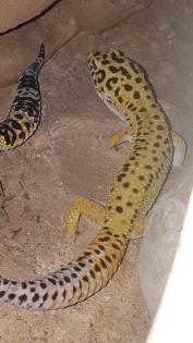 Leopardgeckos 1 Männlein 2 Weiblein sowie 1 weibliches Jungtier