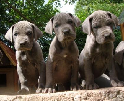 Deutsche Dogge Doggenwelpen in blau