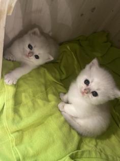 Kitten BKH shadow Silver Blue Point