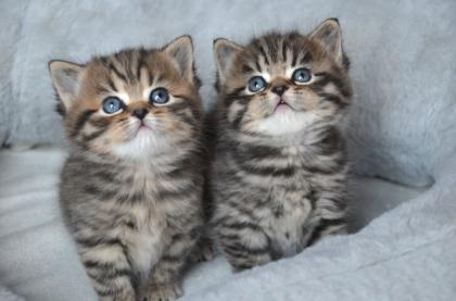 Wunderschöne reinrassige BKH Kitten Whiskas Tabby