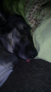 Deckrüde Schäferhund husky Mix