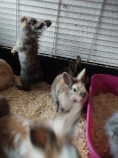 Reinrassige löwenkopfkaninchen Babys