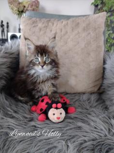 Wunderschöne reinrassige Maine Coon Kitten
