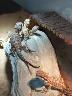Bartagame Babys brauchen schnell ein neues Zuhause