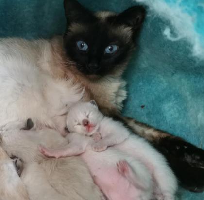 Nur noch 2 süße SIAM seal point Kater