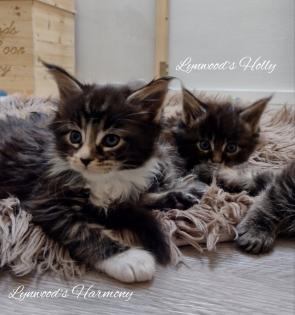 Wunderschöne reinrassige Maine Coon Kitten