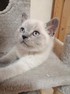 BKH-Kitten lilac-point und blau