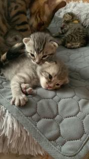 Bengal/BKH mix Kitten Erbkrankheitenfrei