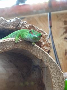 Phelsuma Grandis Madakaskar Taggecko