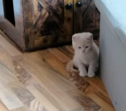 Norwegische Waldkatze
