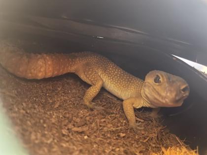 Leopardgecko Gruppe 8 Tiere