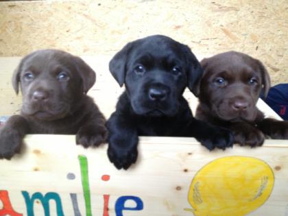 Labrador- Welpen 2 schokobraune 1 schwarzer warten auf eine neue Familie