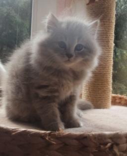 Edelmixkitten Katerchen