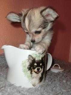 Bildhübscher Chihuahua Welpe mit VDH Papieren