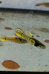 Tiger endler guppy reinerbig